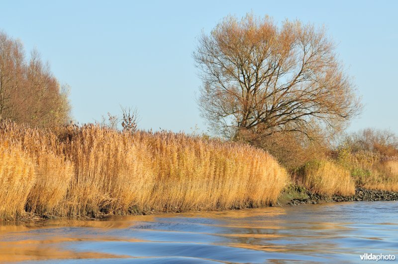 Riet op de Schelde oever