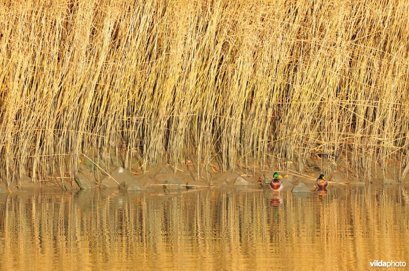 Riet op de Schelde oever