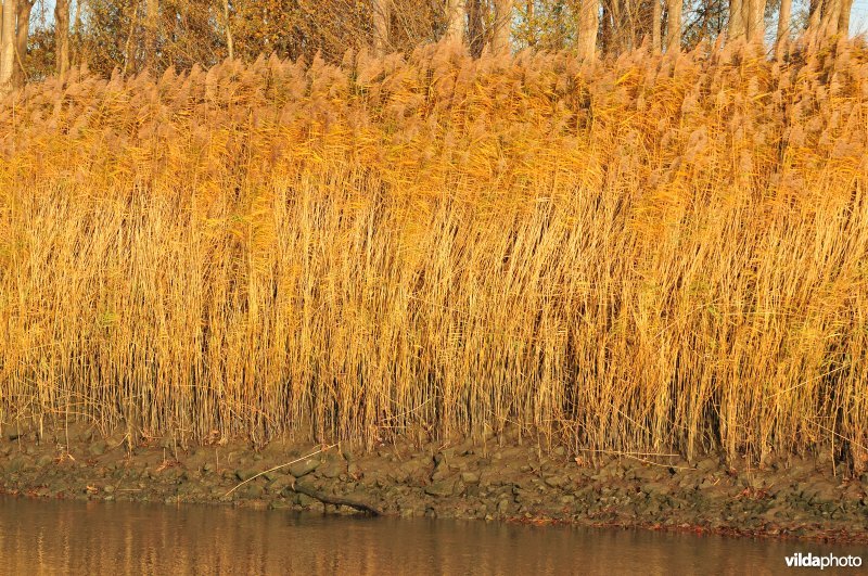 Riet op steenstort