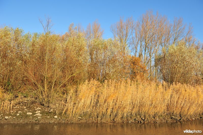 Riet op de Schelde oever