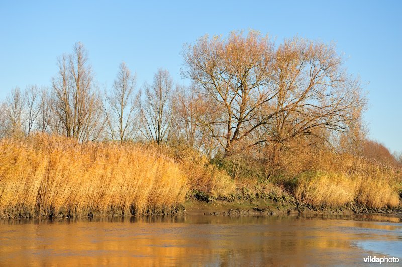 Riet en wilg op de Schelde oever