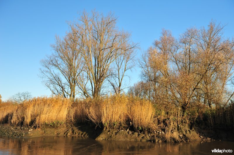 Zoetwaterschor met riet