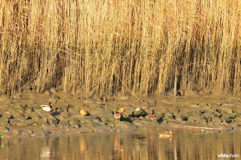 Steenstort op de Schelde oever