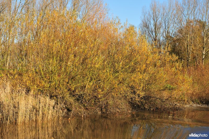 Wilgen langs de oever van de Schelde