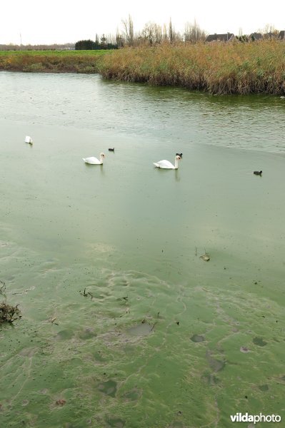 Dichtgeslibde Schelde