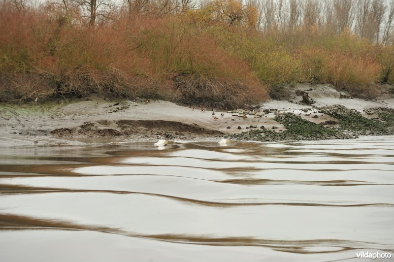 Erosie langs de oevers van de Schelde