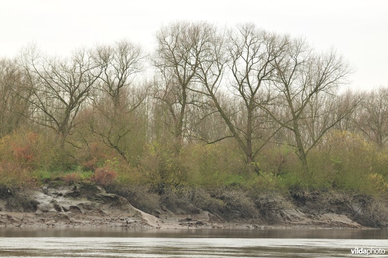 Erosie op zoetwaterschor