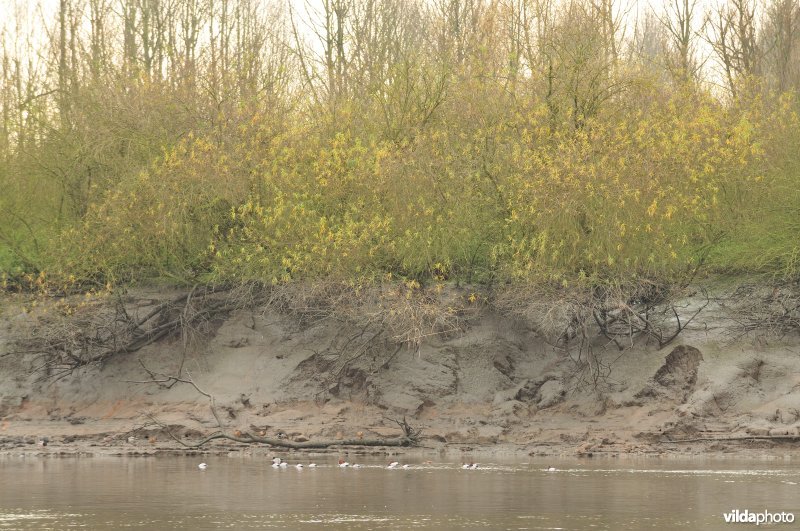 Erosie op zoetwaterschor