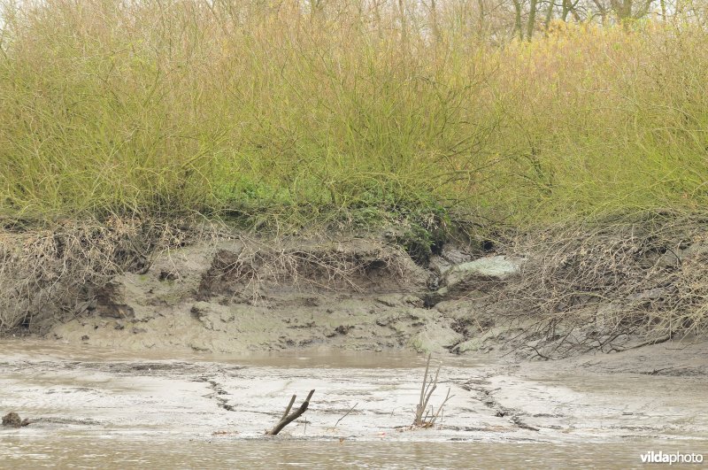 Erosie op zoetwaterschor