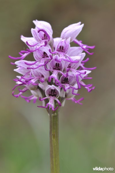 Aapjesorchis