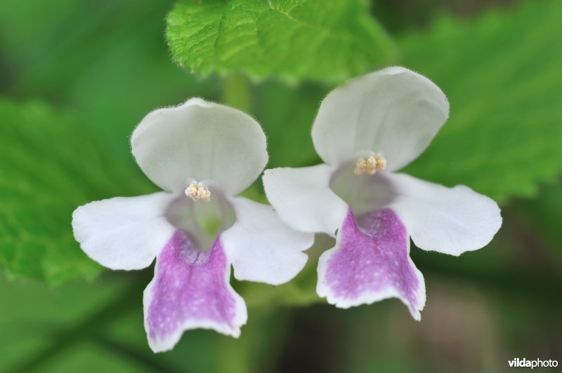 Bijenblad