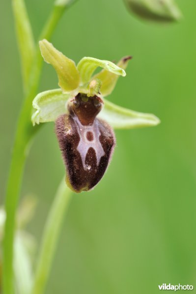 Spinnenorchis