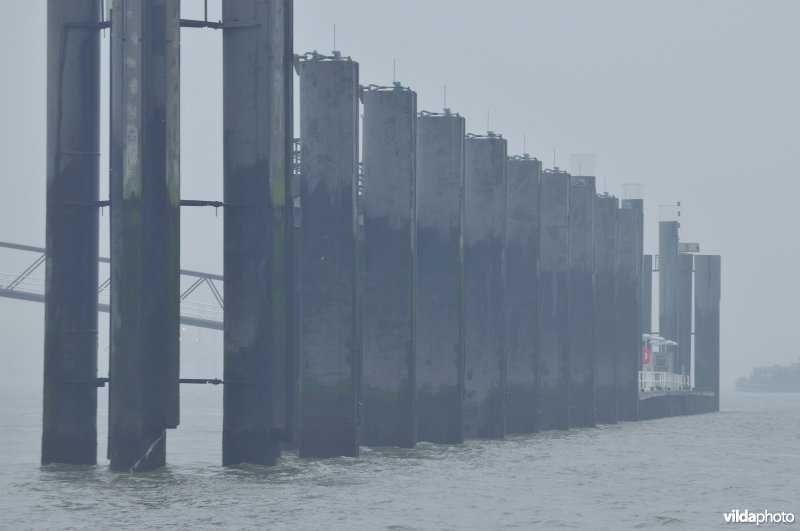 Zeeschelde in de Haven van Antwerpen