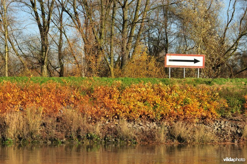 Japanse duizendknoop langs de Schelde