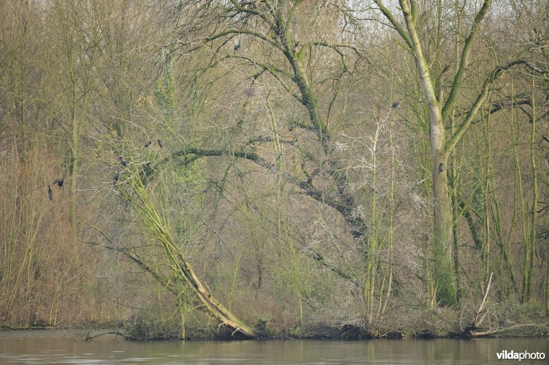 Oude Schelde van Weert met Aalscholverkolonie