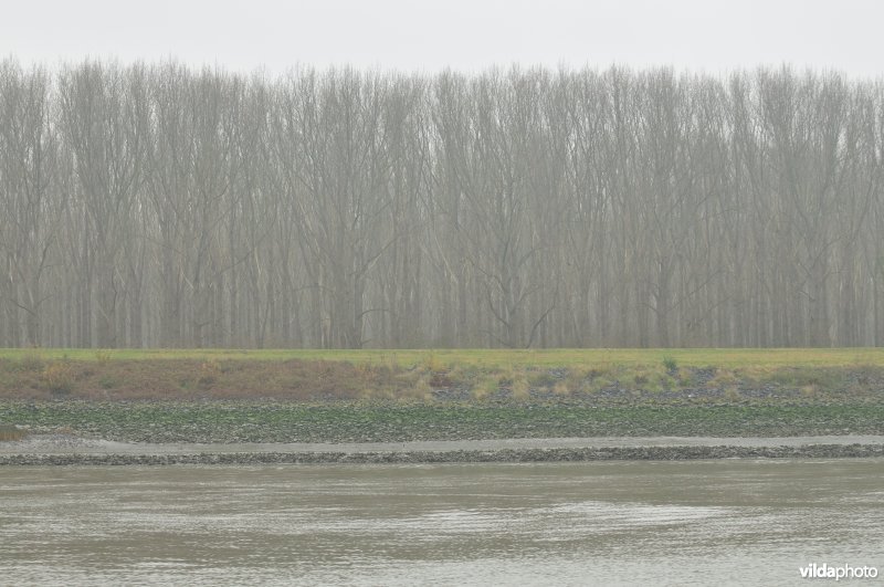 Sint-Annabos langs de Schelde