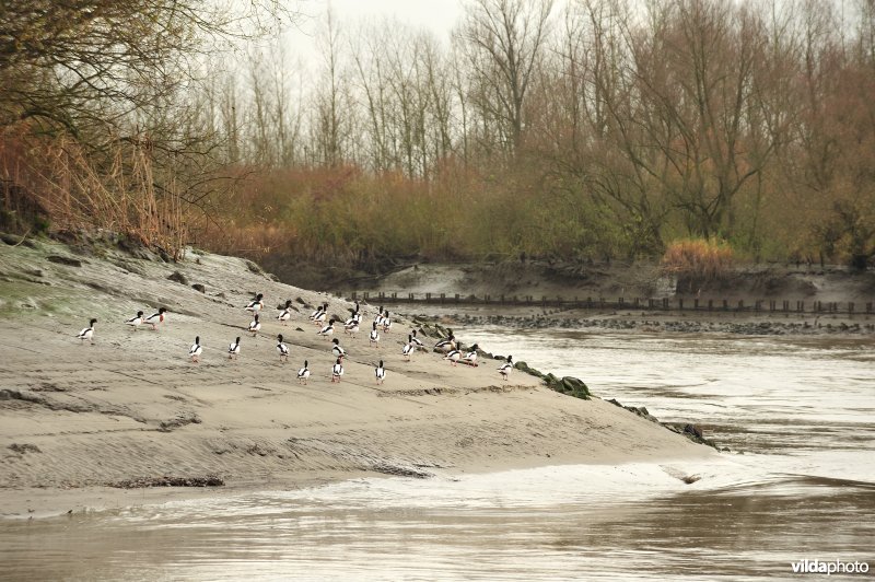 Bergeenden op de Kramp