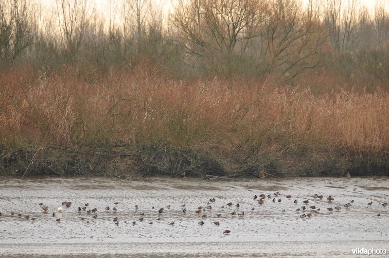 Wintervogels op Scheldeschorren