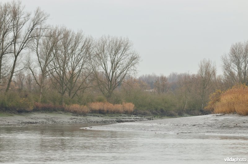 Durmemonding in de Schelde