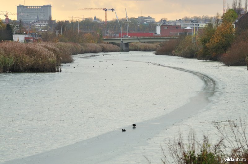 Dichtgeslibde Schelde te Sint-Amandsberg