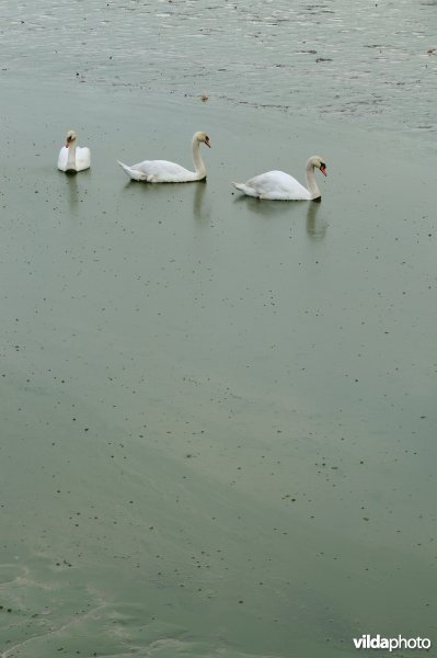 Knobbelzwanen op de dichtgeslibde Schelde