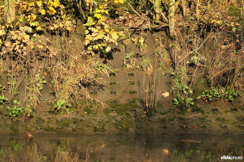 Betonnen Schelde oever