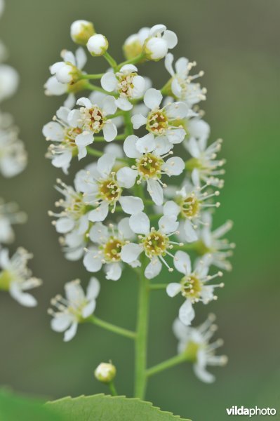 Amerikaanse vogelkers