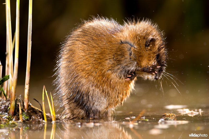 Poetsende Muskusrat