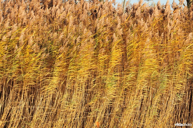 Riet langs de oevers van de Schelde