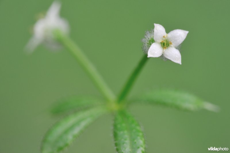 Kleefkruid