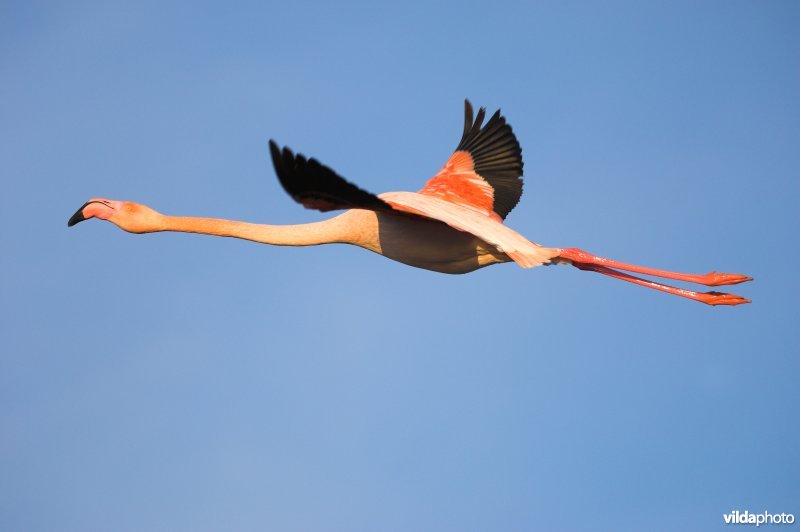 Flamingo in vlucht
