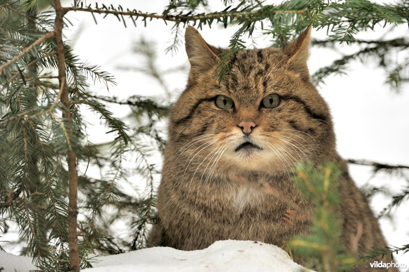 Portret van Wilde kat
