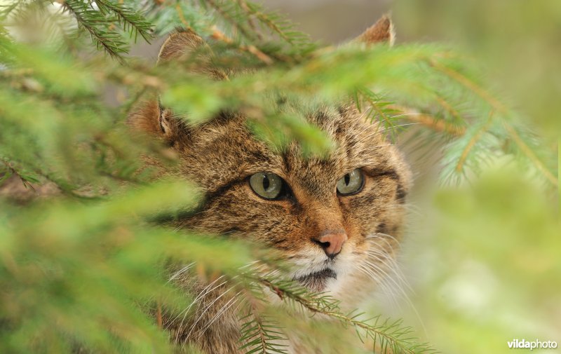 Wilde kat tussen de struiken