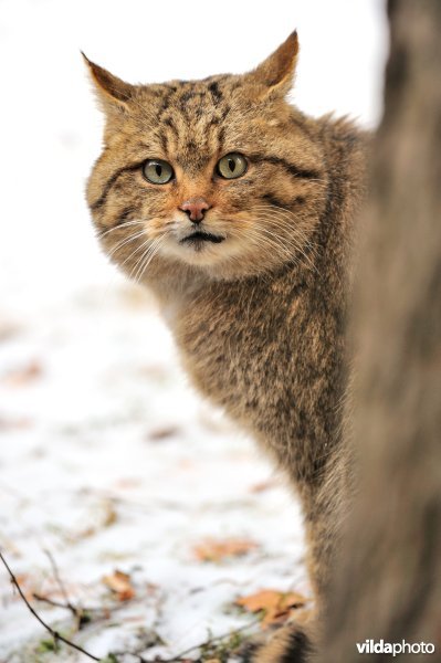 Wilde kat vanachter een boom
