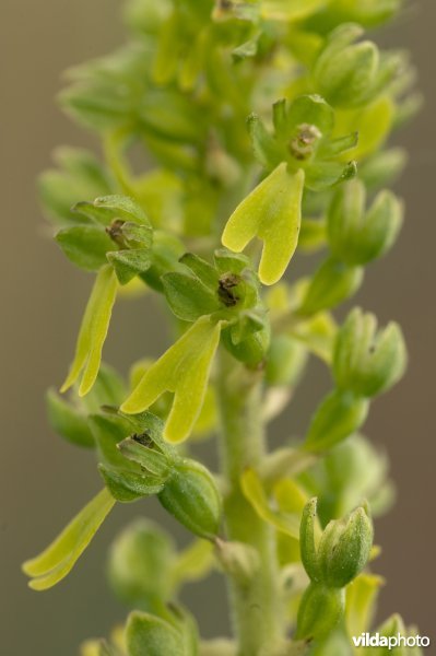 Bloemen van de grote keverorchis