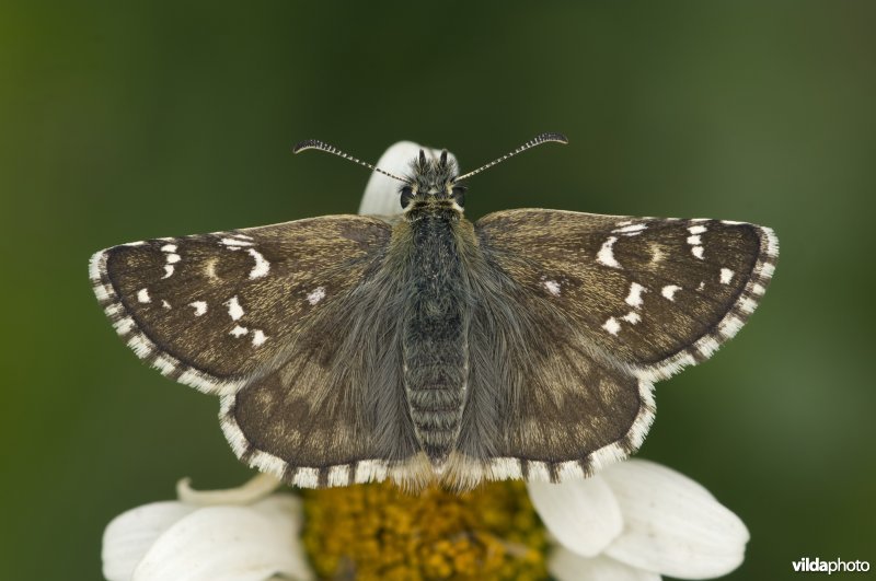 Groot Spikkeldikkopje op margriet