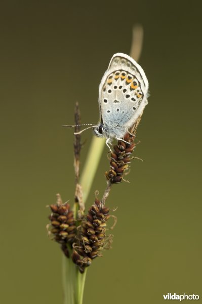 Heideblauwtje rust op zegge