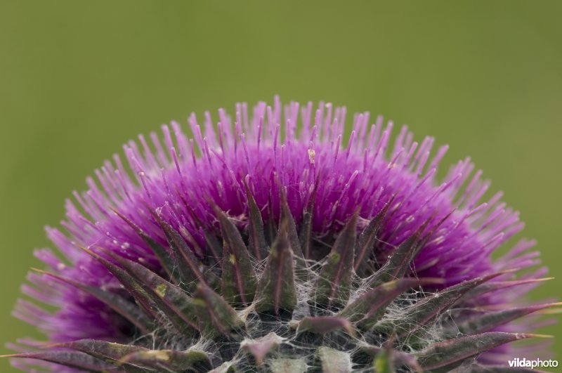 Detail van bloemhoofdje van Knikkende distel