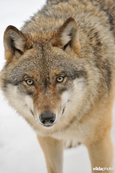 Portret van een wolf