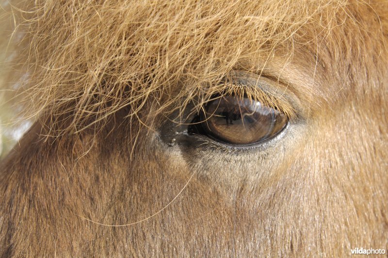 Oog van een Shetlandpony