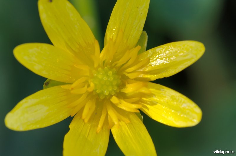 Bloemetje speenkruid