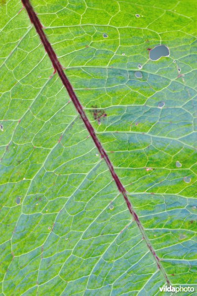 Blad van ridderzuring