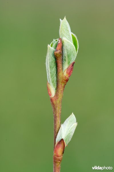 Uitlopende wilgenknoppen