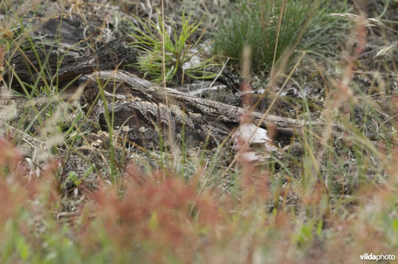 Gecamoufleerde nachtzwaluw