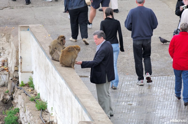 Makaken worden gevoederd door publiek op Gibraltar