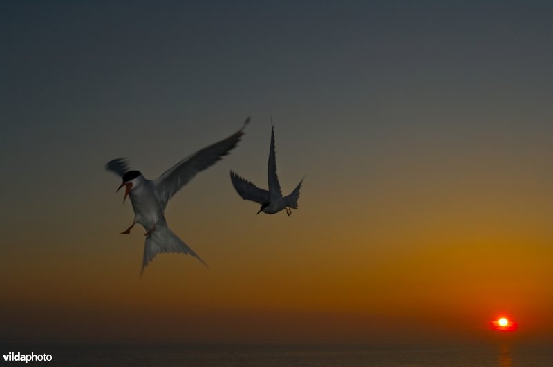 Een vliegend paar visdieven tegen zonsondergang
