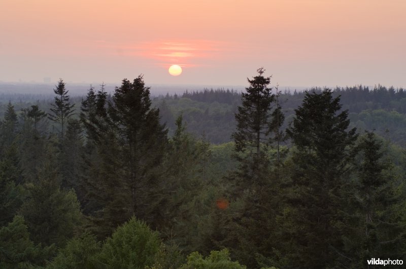 Bossen van de Utrechtse Heuvelrug