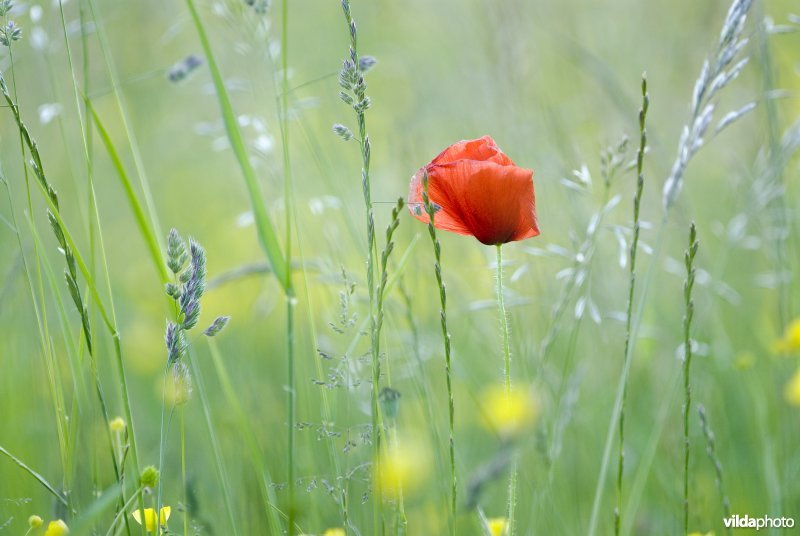 Klaproos in bloemrijk grasland