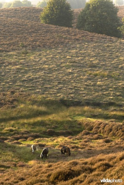 IJslandse ponies grazen