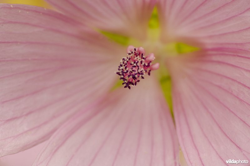 Detail van de bloem van kaasjeskruid, een geneeskrachtige plant